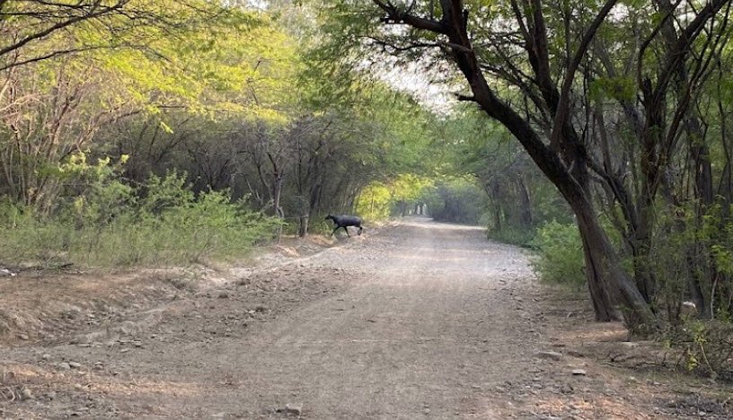Bir Dosanjh Wildlife Sanctuary, Patiala, Punjab - Vushii.com Bir Dosanjh Wildlife Sanctuary, Patiala, Punjab - Vushii.com